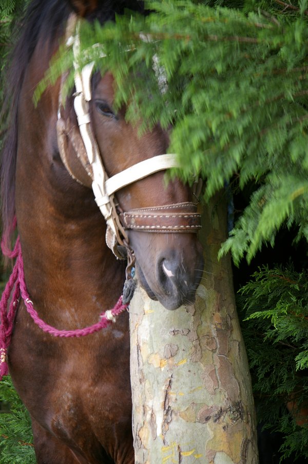 Les chevaux marocains: Les Chevaux Marocains 026